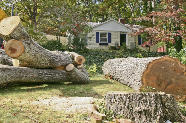 Charleston Tree Service Is An Experienced Tree Maintenance Team